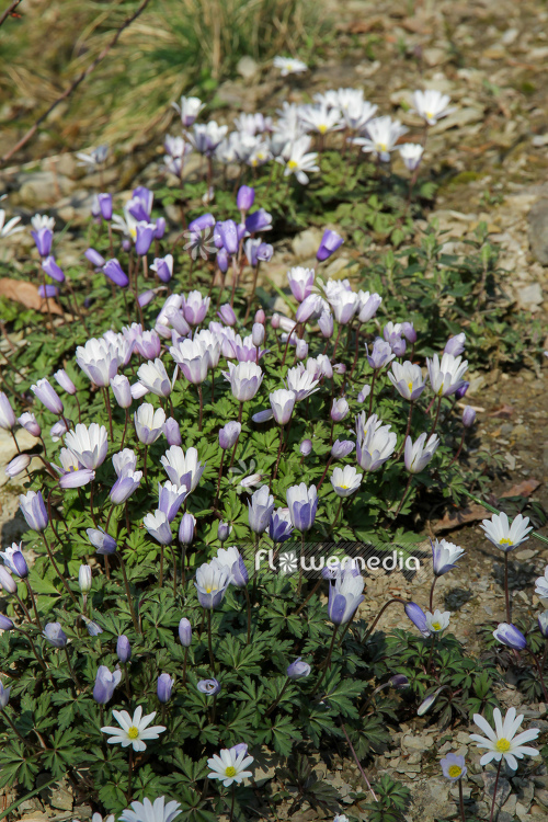 Anemone blanda - Winter windflower (109221)