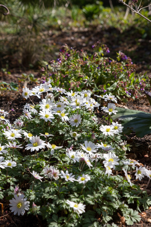 Anemone blanda 'White Splendour' - White-flowered winter windflower (109229)