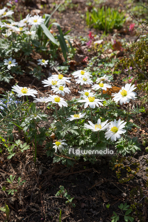 Anemone blanda 'White Splendour' - White-flowered winter windflower (112069)