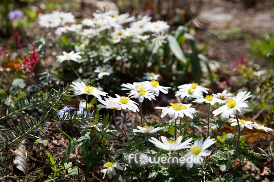 Anemone blanda 'White Splendour' - White-flowered winter windflower (112070)