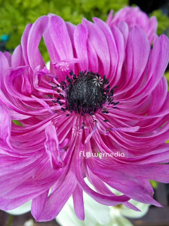 Anemone coronaria - Garden anemone (102430)