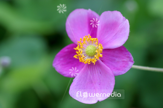 Anemone hupehensis 'Hadspen Abundance' - Japanese anemone (109237)