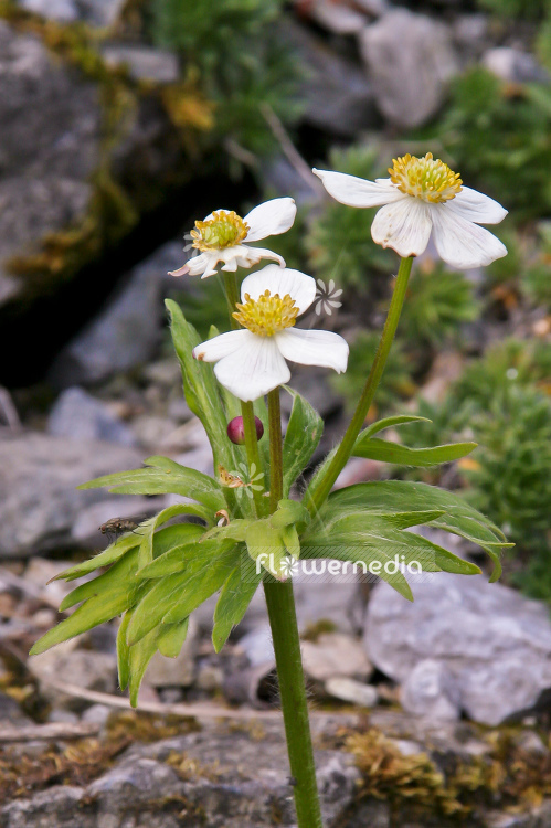 Anemone narcissiflora - Narcissus-flowered anemone (100237)