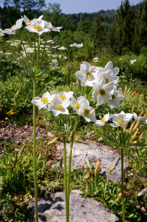 Anemone narcissiflora - Narcissus-flowered anemone (109261)