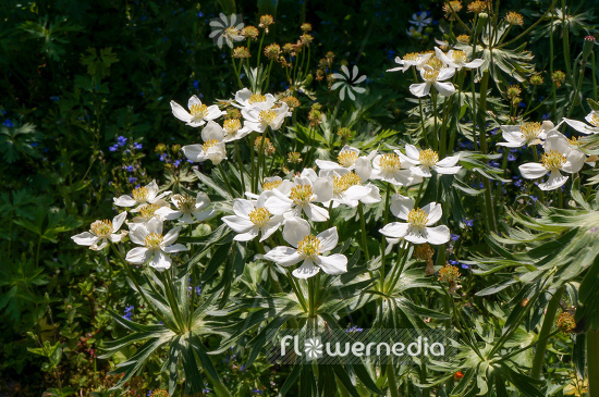 Anemone narcissiflora ssp. fasciculata - Windflower (109264)