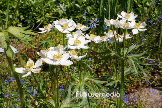 Anemone narcissiflora ssp. fasciculata - Windflower (109267)