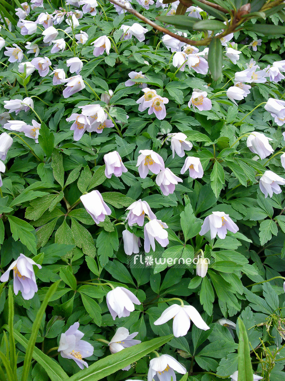 Anemone nemorosa 'Robinsoniana' - Blue wood anemone (109296)