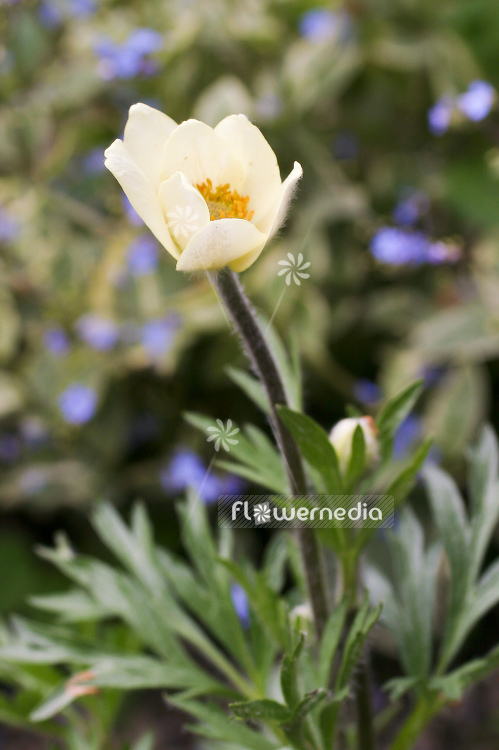Anemone palmata - Cyclamen-leaved windflower (100244)
