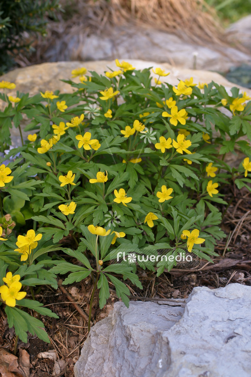 Anemone ranunculoides - Wood ginger (102446)