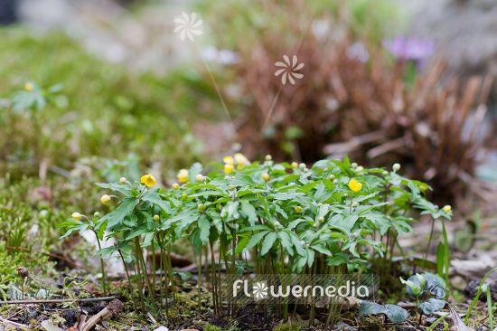 Anemone ranunculoides - Wood ginger (109317)