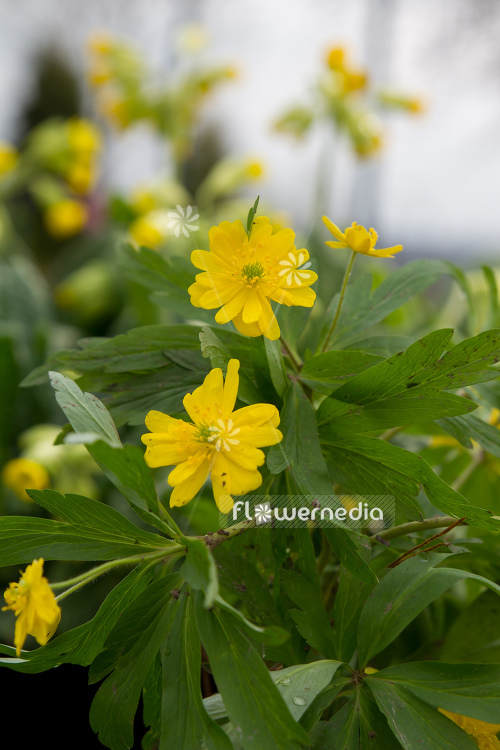 Anemone ranunculoides 'Semi-plena' - Wood ginger (109325)