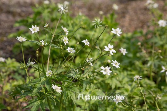 Anemone rivularis - Riverside windflower (109329)