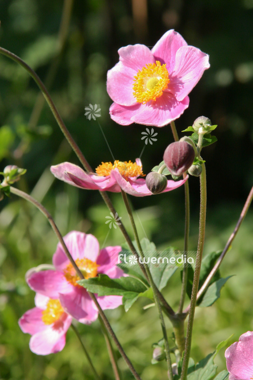 Anemone x hybrida - Japanese anemone (109341)