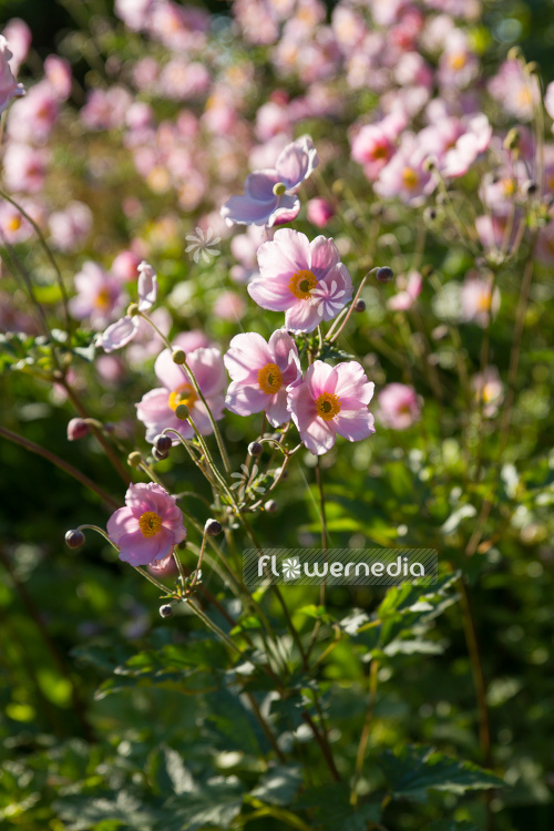 Anemone x hybrida - Japanese anemone (109597)