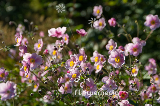 Anemone x hybrida - Japanese anemone (109598)