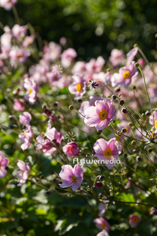 Anemone x hybrida - Japanese anemone (109599)