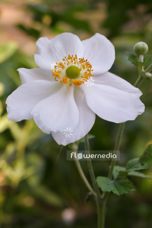 Anemone x hybrida 'Honorine Jobert' - Japanese anemone (102454)