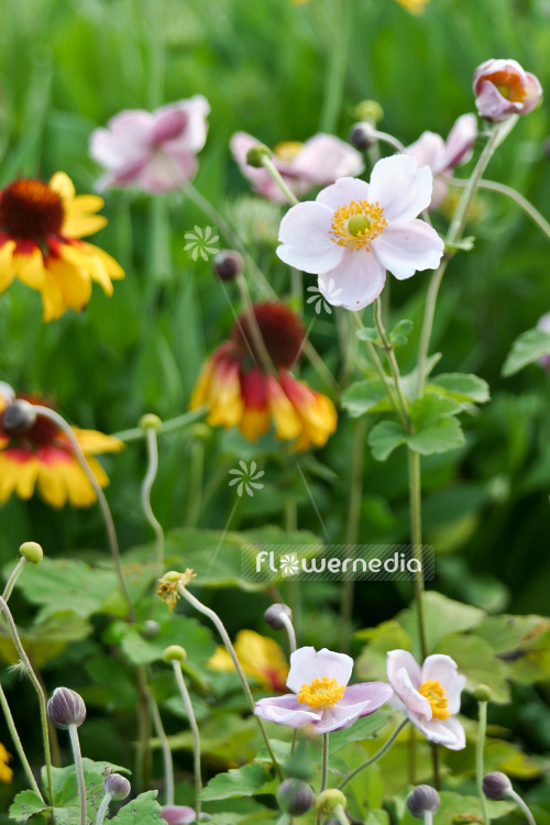 Anemone x hybrida 'Richard Ahrens' - Japanese anemone (102455)