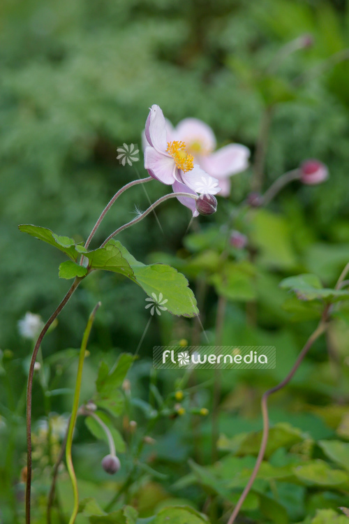 Anemone x hybrida 'Richard Ahrens' - Japanese anemone (109363)