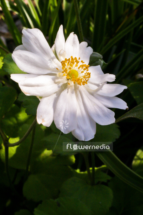 Anemone x hybrida 'Whirlwind' - Japanese anemone (102457)