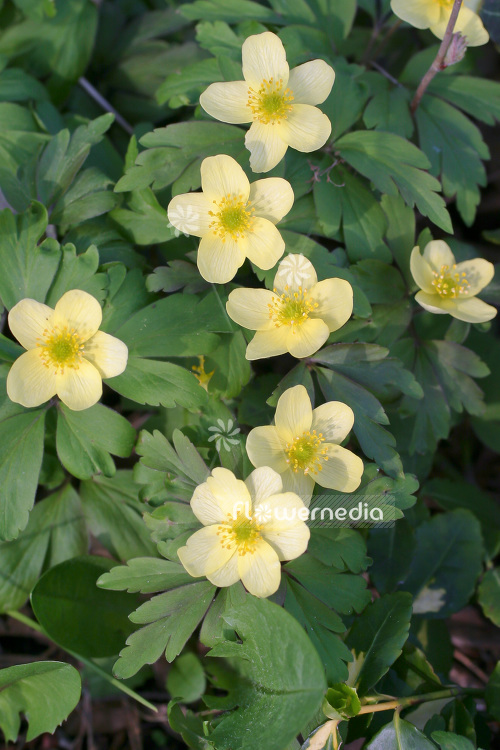 Anemone x lipsiensis - Windflower (102458)