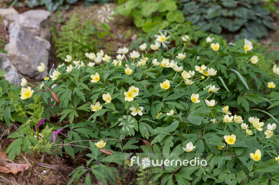 Anemone x lipsiensis - Windflower (109374)