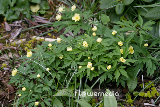 Anemone x lipsiensis - Windflower (109376)