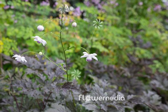 Anemonopsis macrophylla - False anemone (105899)