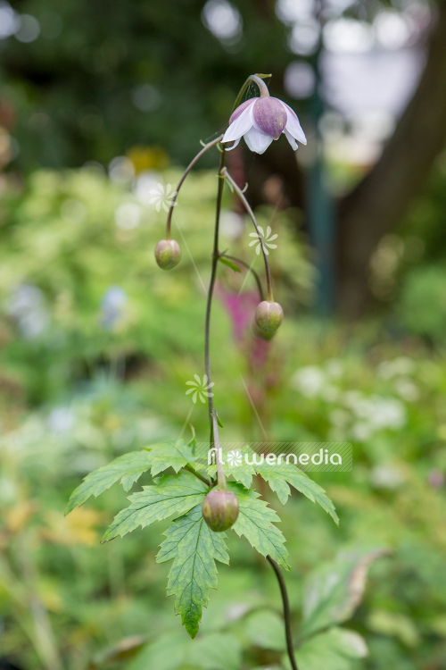 Anemonopsis macrophylla - False anemone (105901)