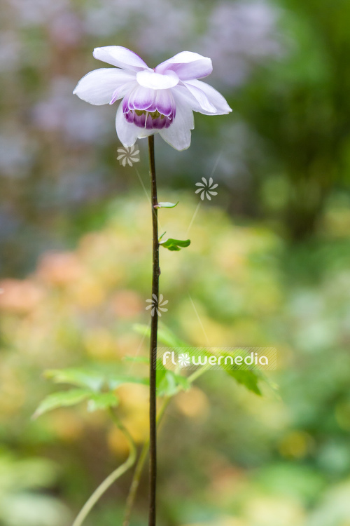 Anemonopsis macrophylla - False anemone (105905)