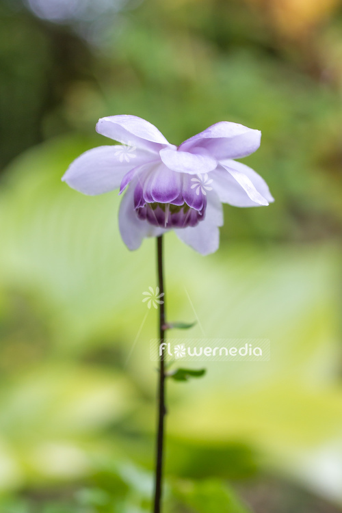 Anemonopsis macrophylla - False anemone (105907)