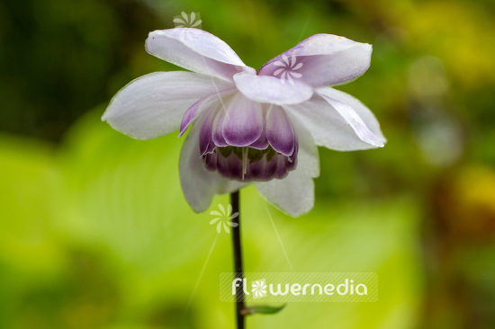 Anemonopsis macrophylla - False anemone (105908)