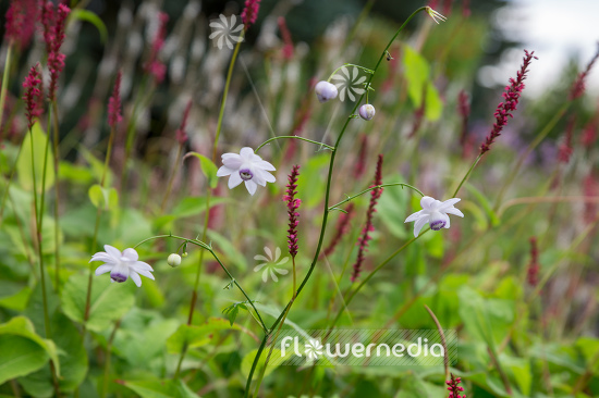 Anemonopsis macrophylla - False anemone (105915)