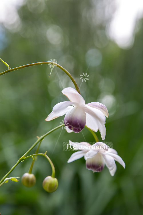 Anemonopsis macrophylla - False anemone (105917)