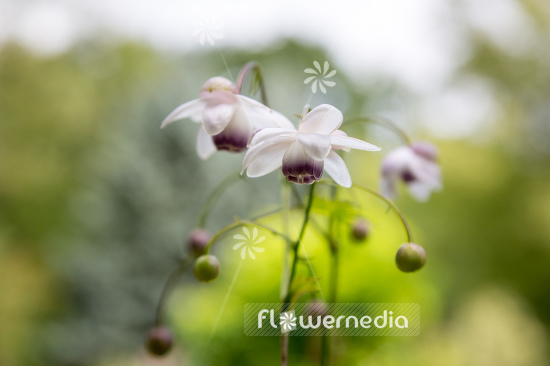 Anemonopsis macrophylla - False anemone (105918)