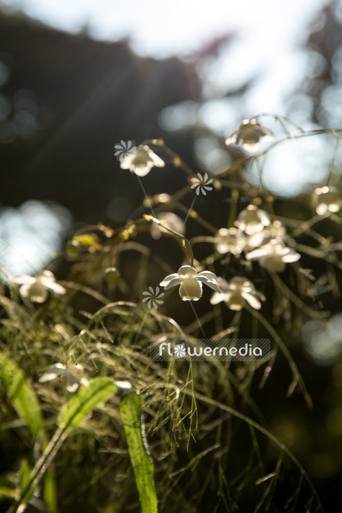 Anemonopsis macrophylla f. albiflora 'White Swan' - White-flowered false anemone (105919)