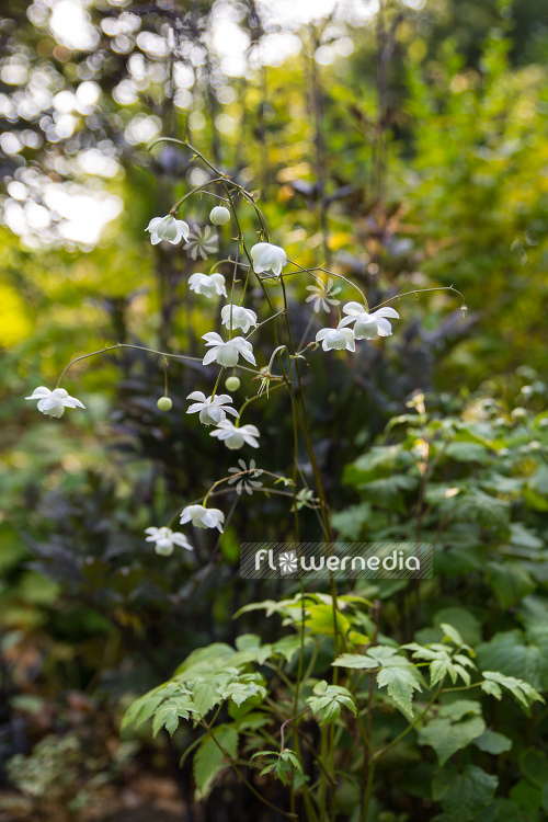 Anemonopsis macrophylla f. albiflora 'White Swan' - White-flowered false anemone (105922)