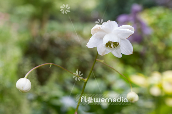 Anemonopsis macrophylla f. albiflora 'White Swan' - White-flowered false anemone (105929)