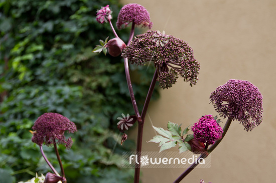 Angelica gigas - Purple angelica (102464)