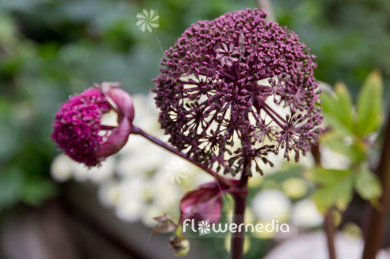 Angelica gigas - Purple angelica (102465)