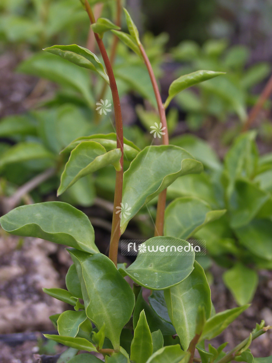 Anredera cordifolia - Madeira vine (100263)