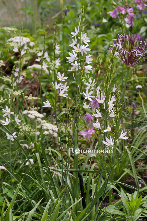 Anthericum liliago - St Bernard's lily (104228)