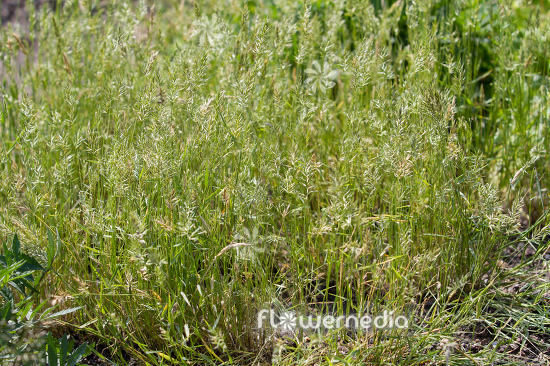 Anthoxanthum aristatum - Awned vernalgrass (112102)