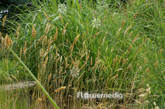 Anthoxanthum odoratum - Sweet vernal grass (112104)