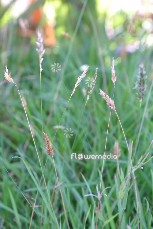 Anthoxanthum odoratum - Sweet vernal grass (112105)