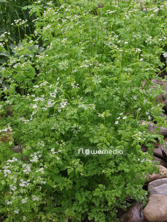 Anthriscus cerefolium - Chervil (100267)