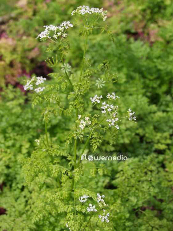 Anthriscus cerefolium - Chervil (100270)