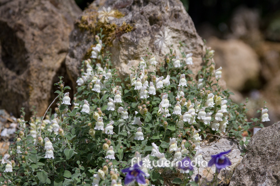 Antirrhinum sempervirens - Antirrhinum (112436)