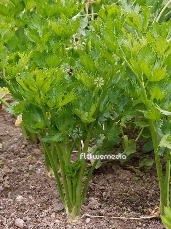 Apium graveolens var. dulce - Celery (112113)