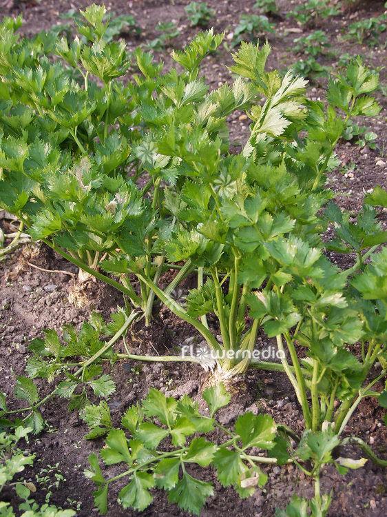 Apium graveolens var. graveolens - Celery root (112114)